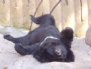 Bear Bile Powder